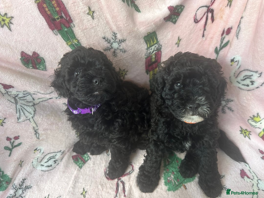 Shihpoo dogs for sale: Shihpoo puppies  - Image 1