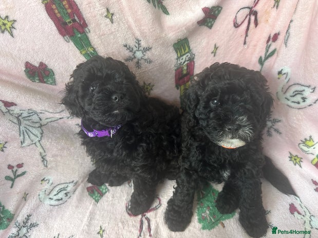 Shihpoo dogs - Advert 6