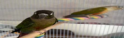 Conures birds for sale: TWO GORGEOUS 9 WEEK OLD CONURES  - Advert 3