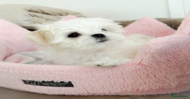 Maltese dogs 🌟Ready Now 🌟Tiny Full Korean Maltese  🌟 - Advert 4