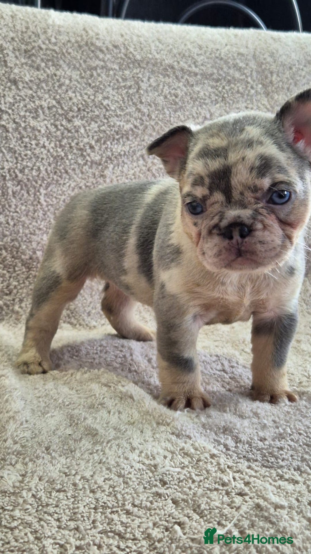 French Bulldog dogs for sale: French Bulldog puppies  - Advert 3