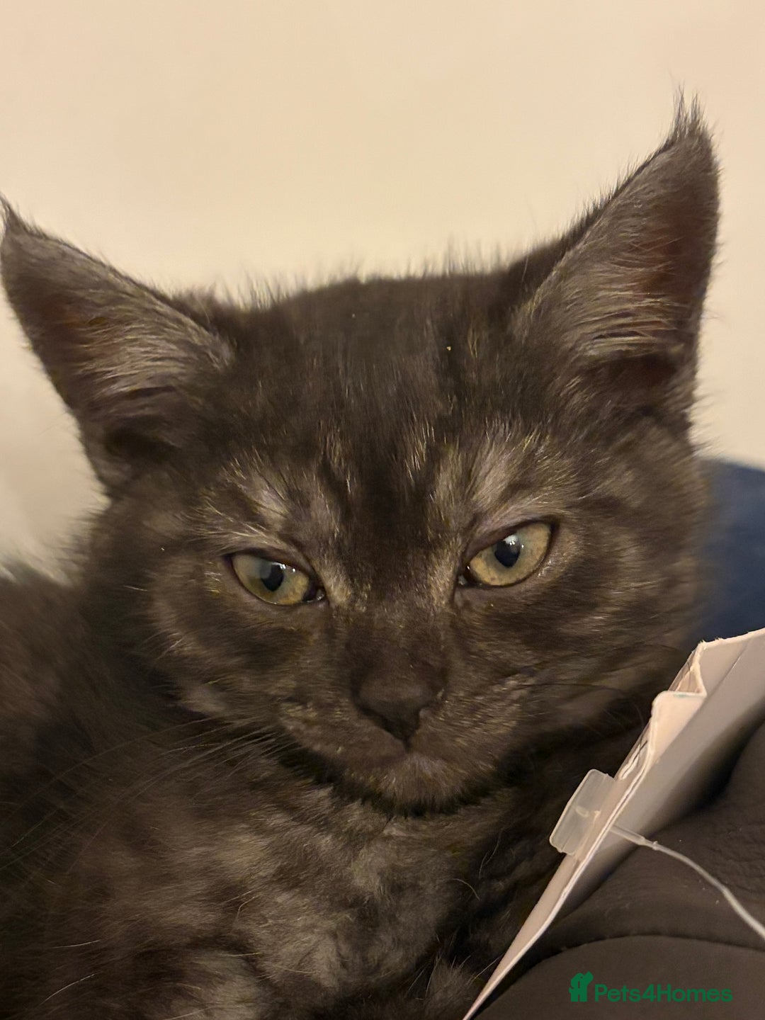 British Shorthair cats for sale: British short hair/persian mother - Advert 39