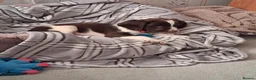 English Springer Spaniel dogs for sale: KC English Springer Spaniel in Airdrie - Advert 6