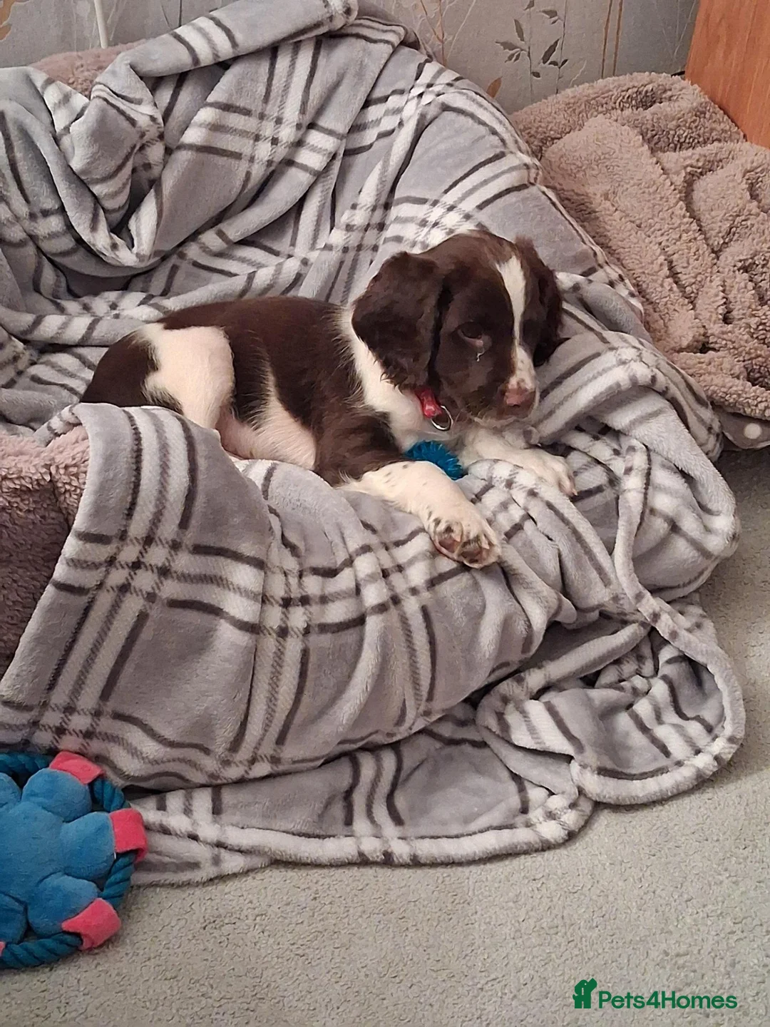 English Springer Spaniel dogs for sale: KC English Springer Spaniel in Airdrie - Advert 6