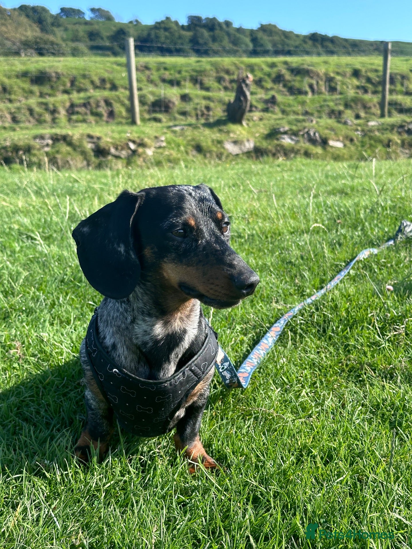 Miniature Dachshund dogs miniature dapple dachshund KC REGISTERED  - Advert 6