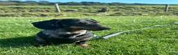 Miniature Dachshund dogs for stud: miniature dapple dachshund KC REGISTERED  - Advert 1