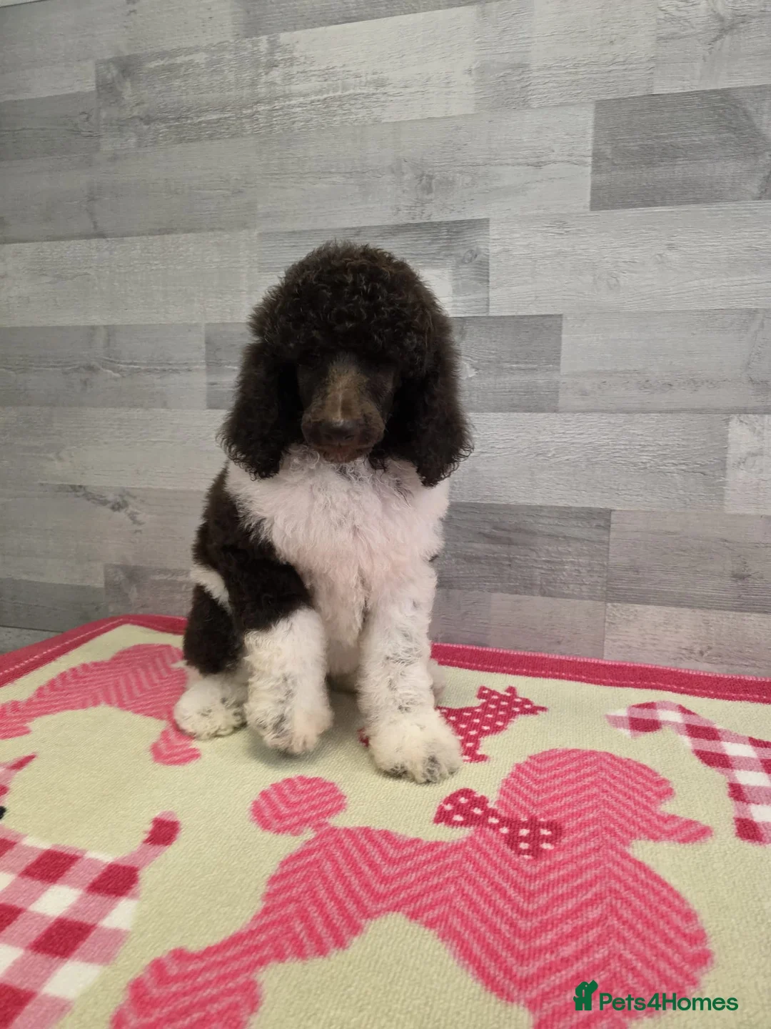 Standard Poodle dogs for stud: Brown & white parti standard poodle  - Advert 16