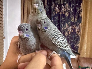 Budgerigars birds Blackface,blackwing,spilt-helicopter baby budgies - Advert 1