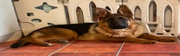 German Shepherd dogs for sale: Outstanding specimen German Shepherd  - Advert 9