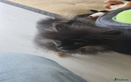 Pomeranian dogs for sale: Beautiful 6 month old Pom for sale - Image 4
