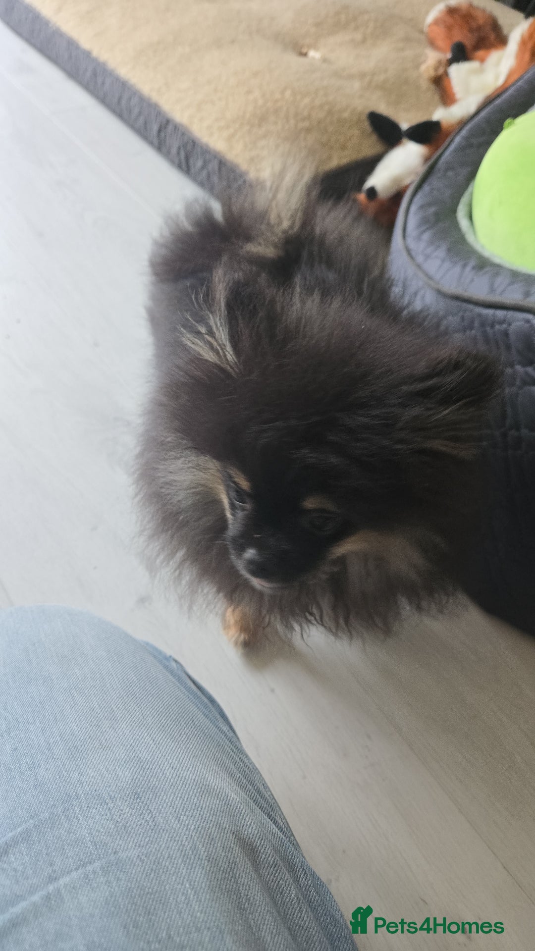 Pomeranian dogs for sale: Beautiful 6 month old Pom for sale - Image 4