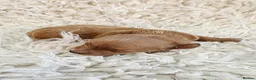 Cavapoochon dogs for sale: Exquisite Health Tested Cavapoochon Puppies  - Advert 15