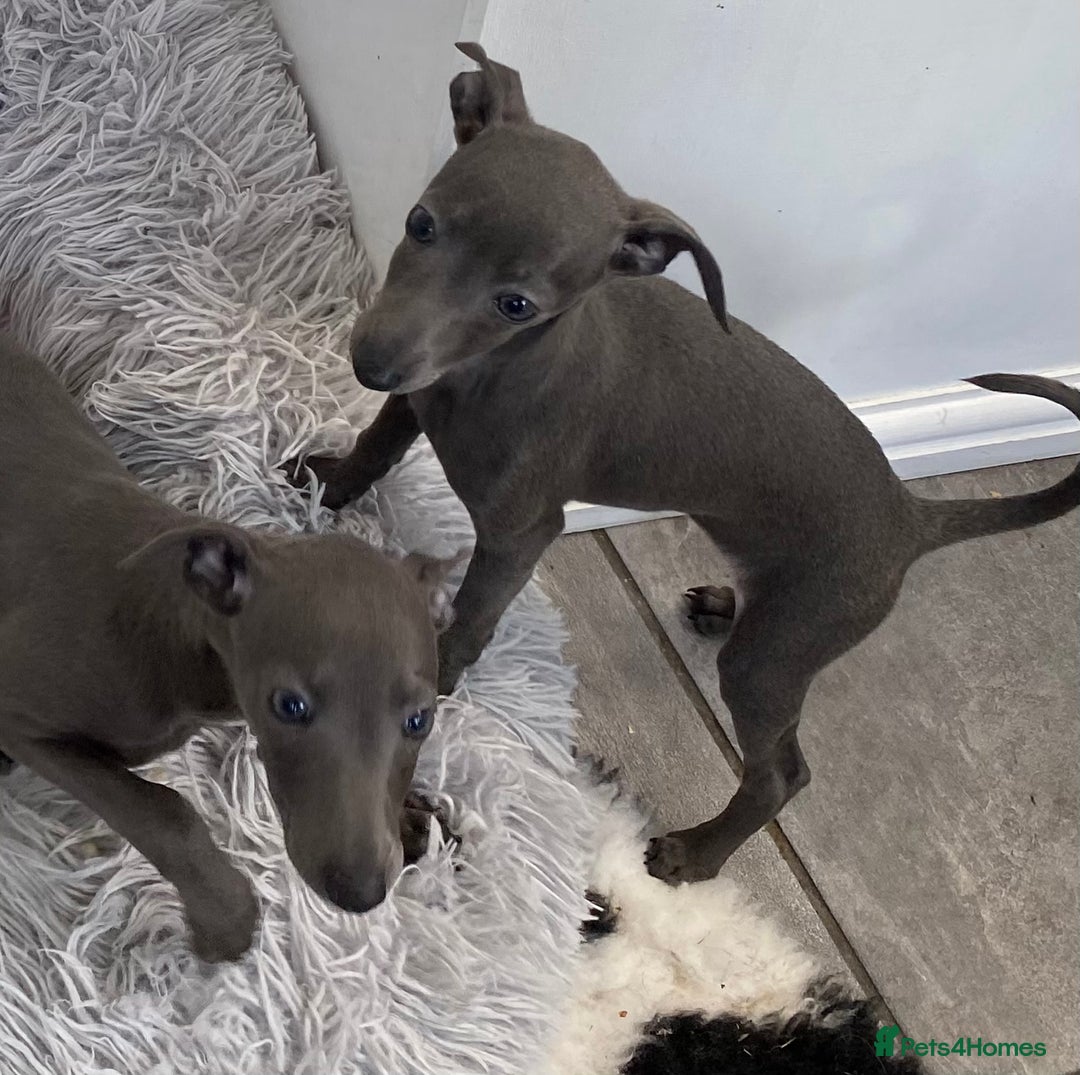 Italian Greyhound dogs for sale: ITALIAN GREYHOUND PUPPIES  - Image 35