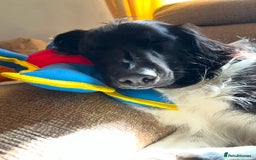 Mixed Breed dogs for sale: Collie cocker male 3 years old in Plymouth - Image 2