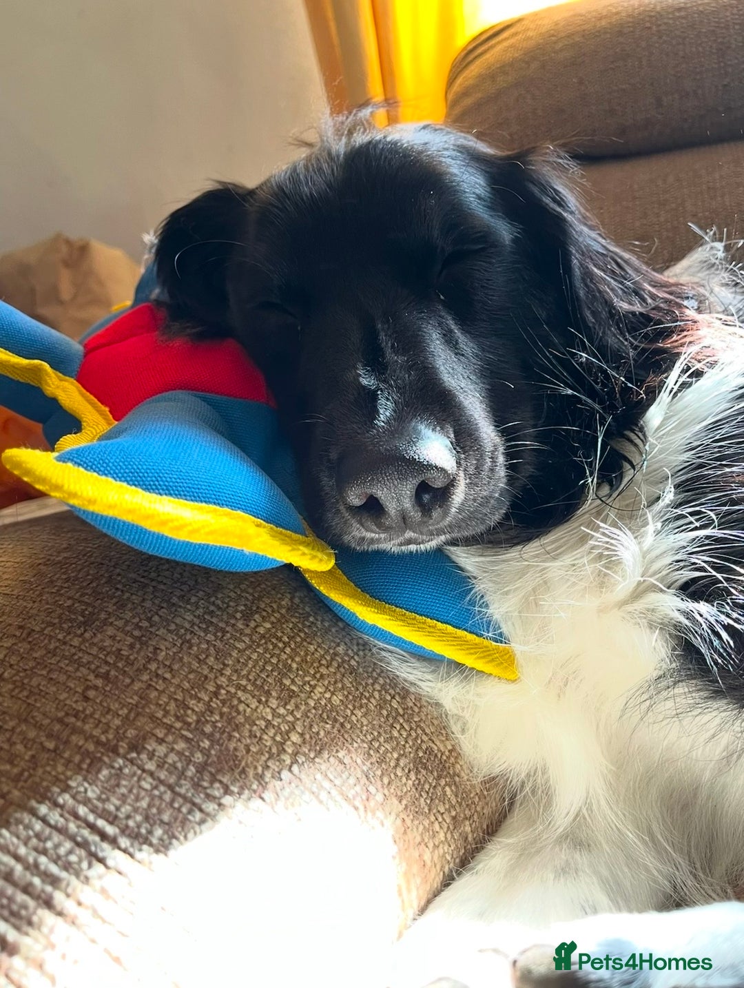 Mixed Breed dogs for sale: Collie cocker male 3 years old in Plymouth - Image 2