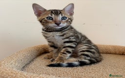 Bengal cats for sale: Snow and Brown boy TICA bengal kittens  - Image 38