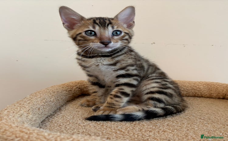 Bengal cats - Advert 3