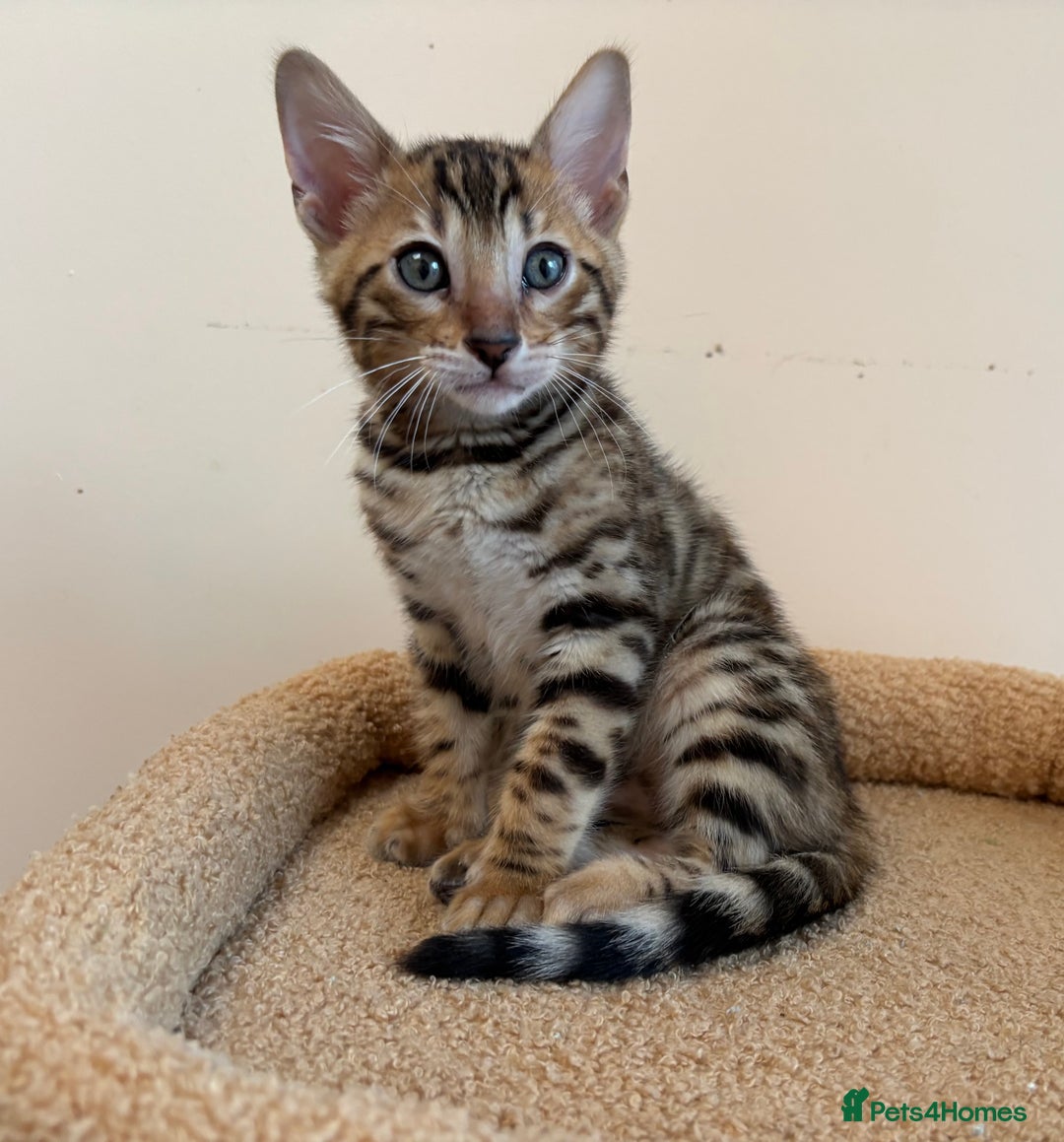Bengal cats for sale: Snow and Brown boy TICA bengal kittens  - Image 38
