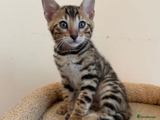 Bengal cats - Advert 16