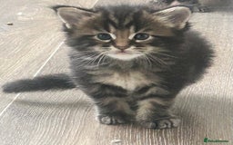 Maine Coon cats for sale: Pure bred Maine coon kittens. 4 males  - Image 12