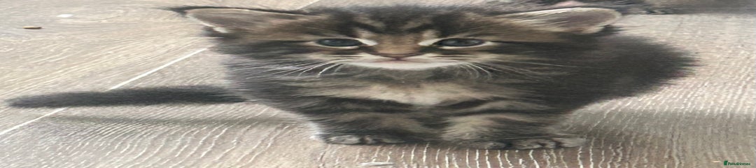 Maine Coon Kitten 1