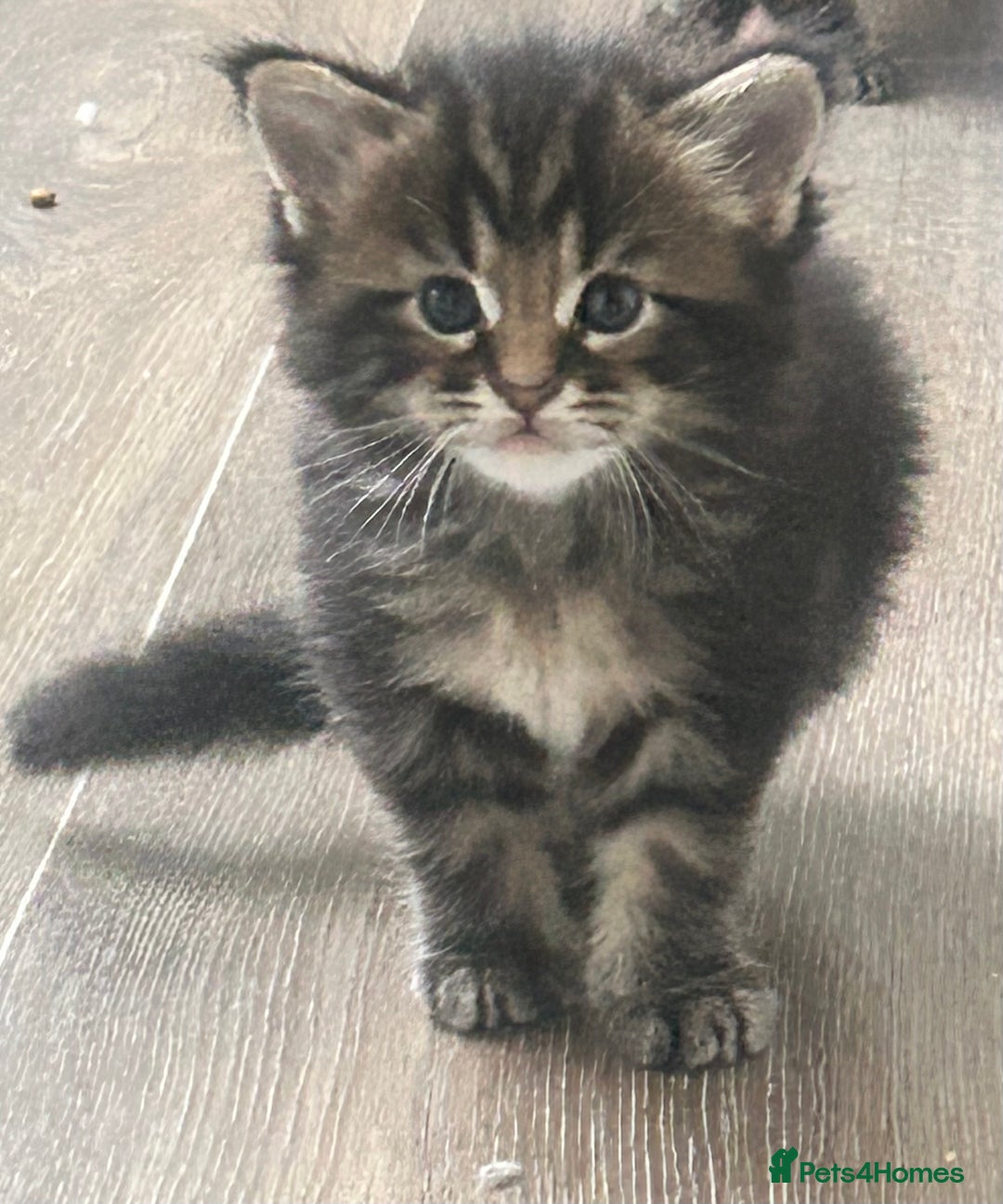 Maine Coon cats for sale: Pure bred Maine coon kittens. 4 males  - Image 12