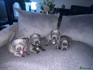 Staffordshire Bull Terrier dogs kC REGISTERED 5 STAR BLUE PUPPYS FOR SALE - Advert 18