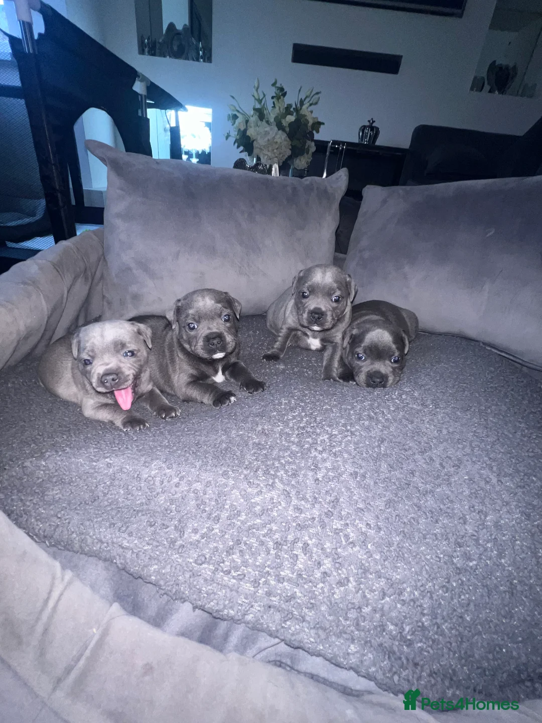 Staffordshire Bull Terrier dogs for sale: LAST BOY LEFT KC REGISTERED 5 STAR BLUE   - Advert 6