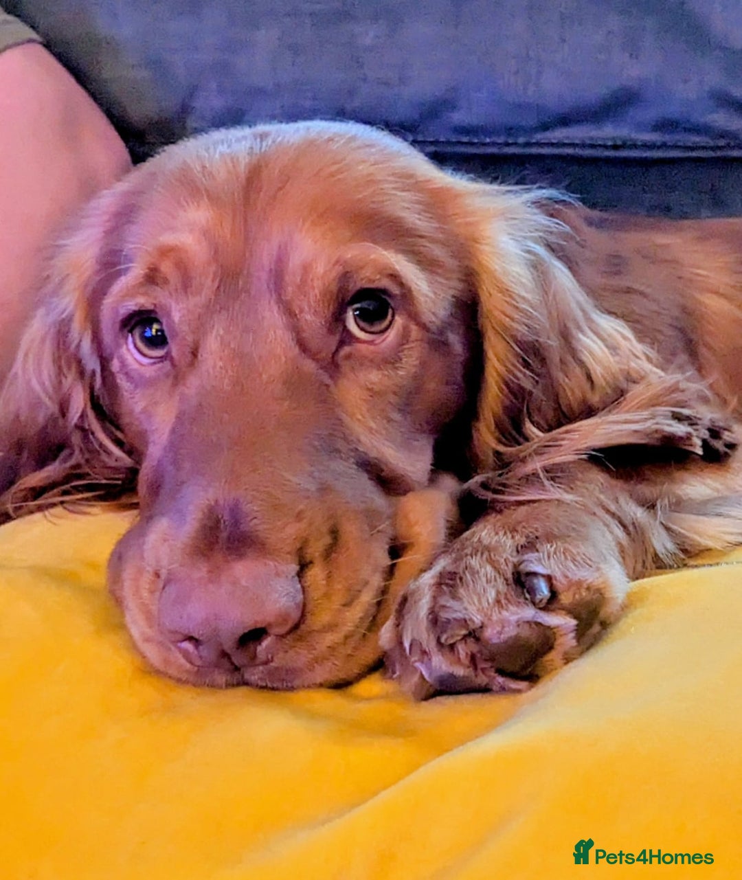 Cocker Spaniel dogs for stud: Handsome Cocker Spaniel with lovely temperament  - Advert 5