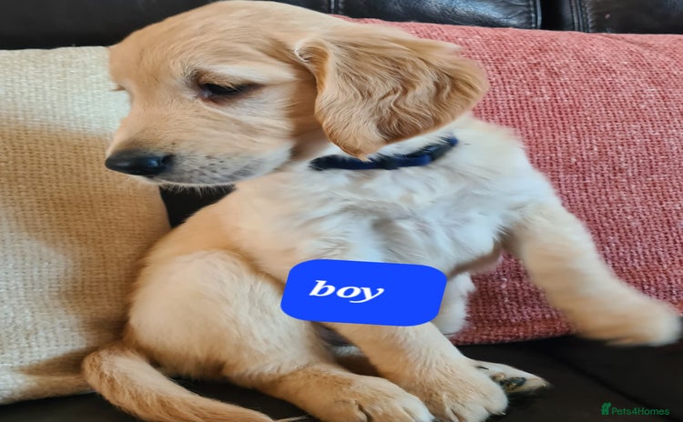 Golden Retriever dogs - Advert 3