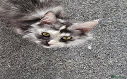 Maine Coon cats for sale: 2 beautiful maine Coon cats  - Image 9