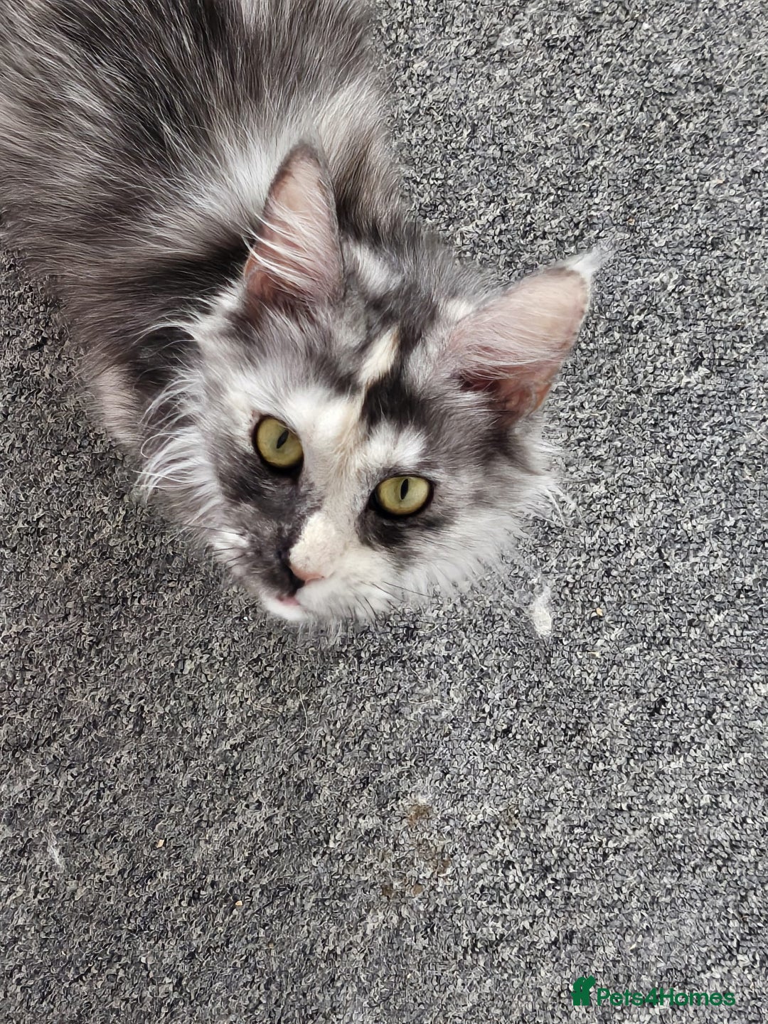 Maine Coon cats for sale: 2 beautiful maine Coon cats  - Image 9