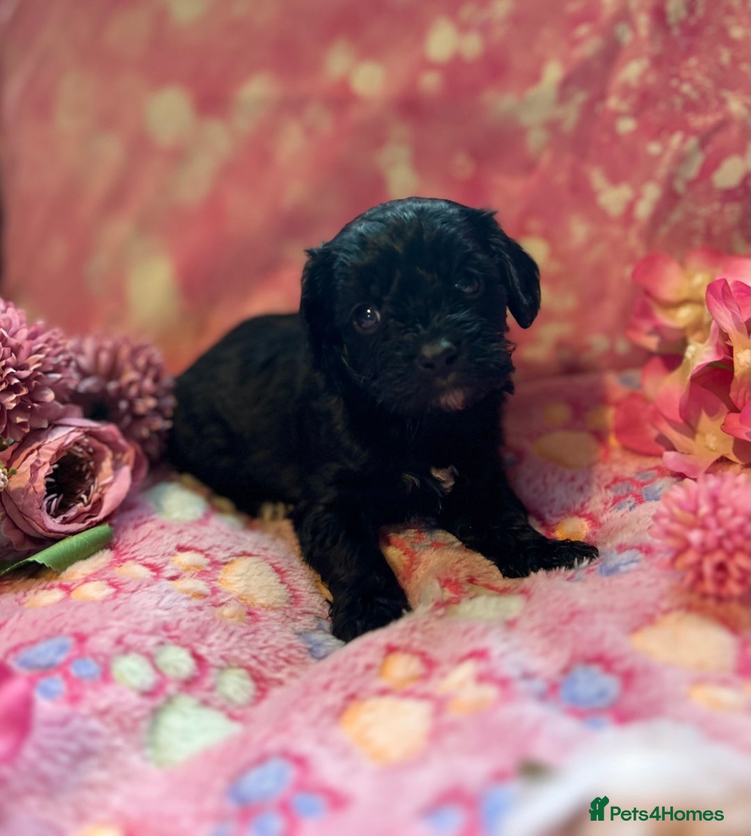 Cavapoo dogs for sale: F1 Cavapoo puppies 🐶  - Advert 21