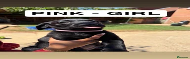 Labrador Retriever 3