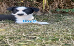 Border Collie dogs for sale: Beautiful border collie puppies for sale  - Image 4