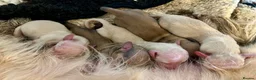 Miniature Dachshund dogs for sale: Exceptional Champion CK ML Dachshund Puppies  - Advert 5