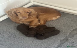 Cocker Spaniel dogs for sale: KC Registered Working Cocker Spaniels  - Image 2