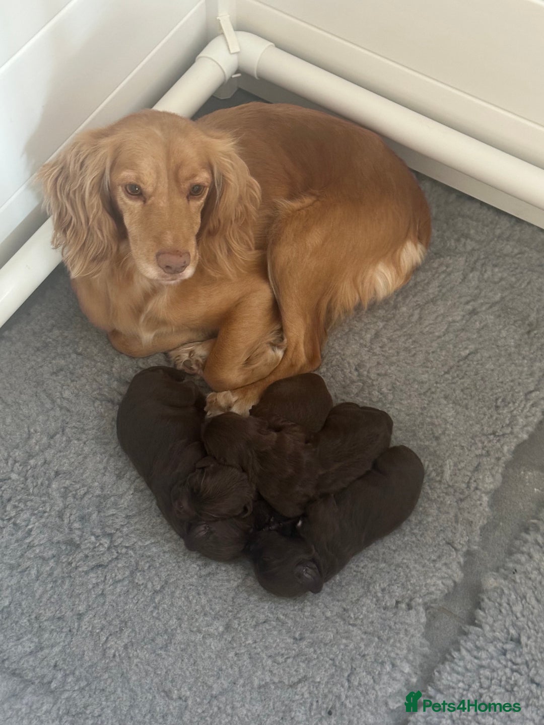Cocker Spaniel dogs for sale: KC Registered Working Cocker Spaniels  - Image 2