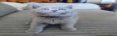 Kano