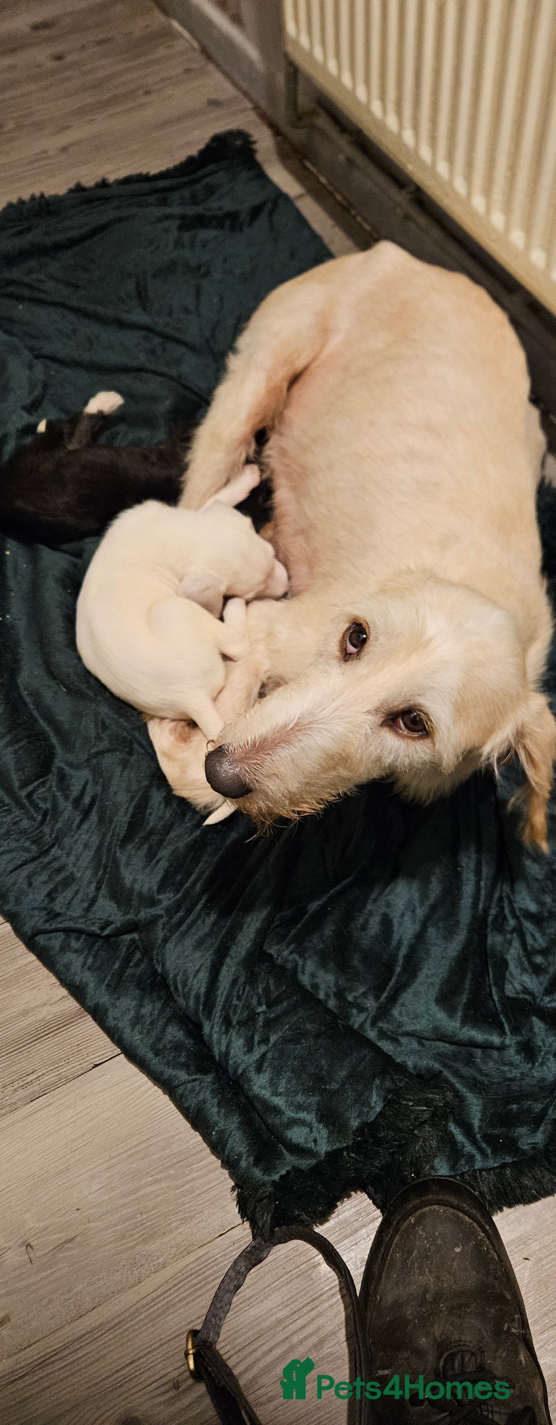 Mixed Breed dogs for sale: Lurcher x - Advert 1