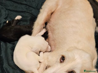 Mixed Breed dogs Lurcher x - Advert 1