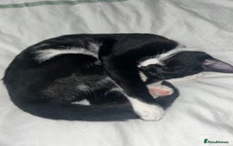 Domestic Shorthair cats for sale: Nearly 1 year old boy cat - Image 4