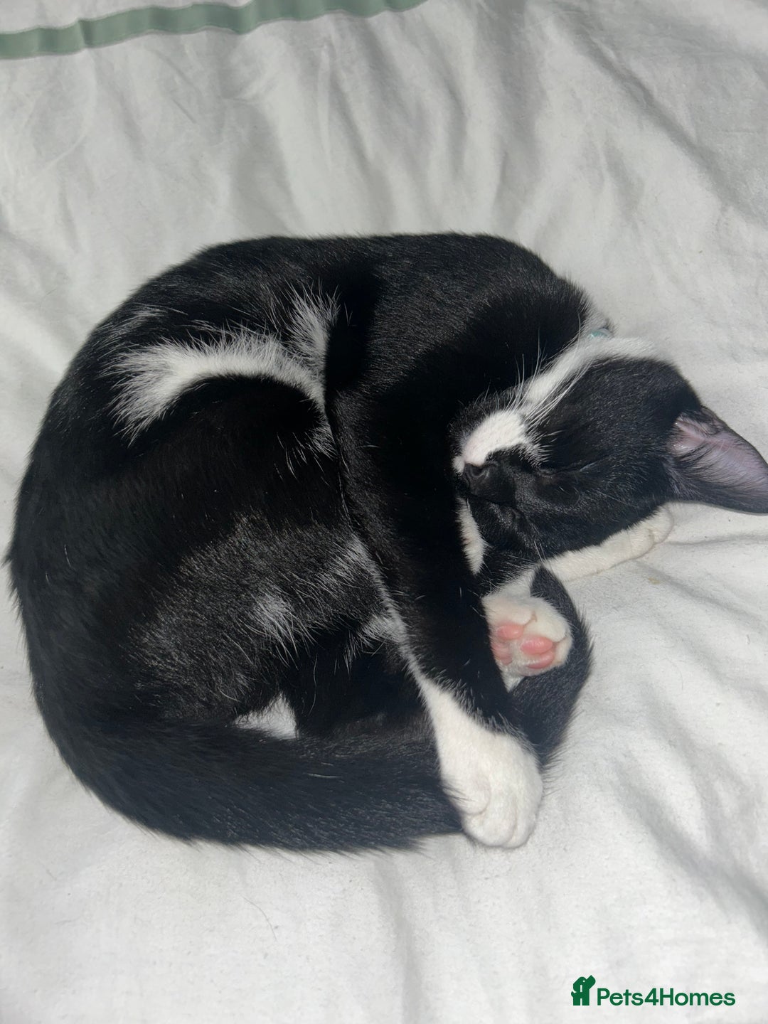 Domestic Shorthair cats for sale: Nearly 1 year old boy cat - Image 4