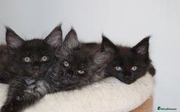 Maine Coon cats for sale: Adorable GCCF Black smoke Maine Coons kittens  - Image 20