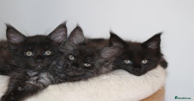 Maine Coon cats - Advert 2