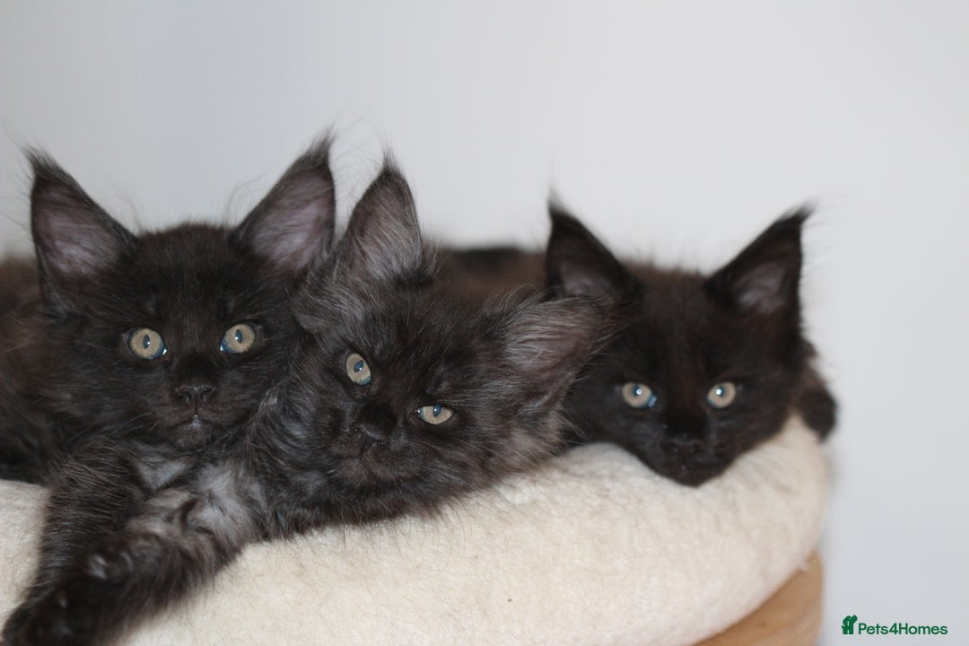 Maine Coon cats for sale: Adorable GCCF Black smoke Maine Coons kittens  - Image 20