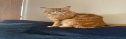 Maine Coon cats for sale: Maincoon cats for rehoming together.  - Advert 2