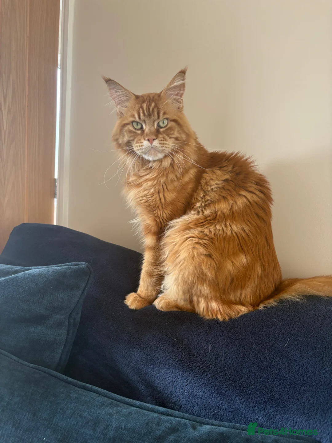 Maine Coon cats for sale: Maincoon cats for rehoming together.  - Advert 2