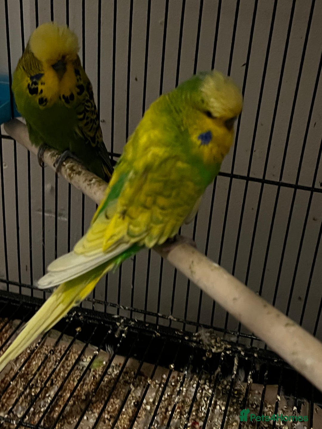 Budgerigars birds for sale: Budgies for sale  - Advert 11