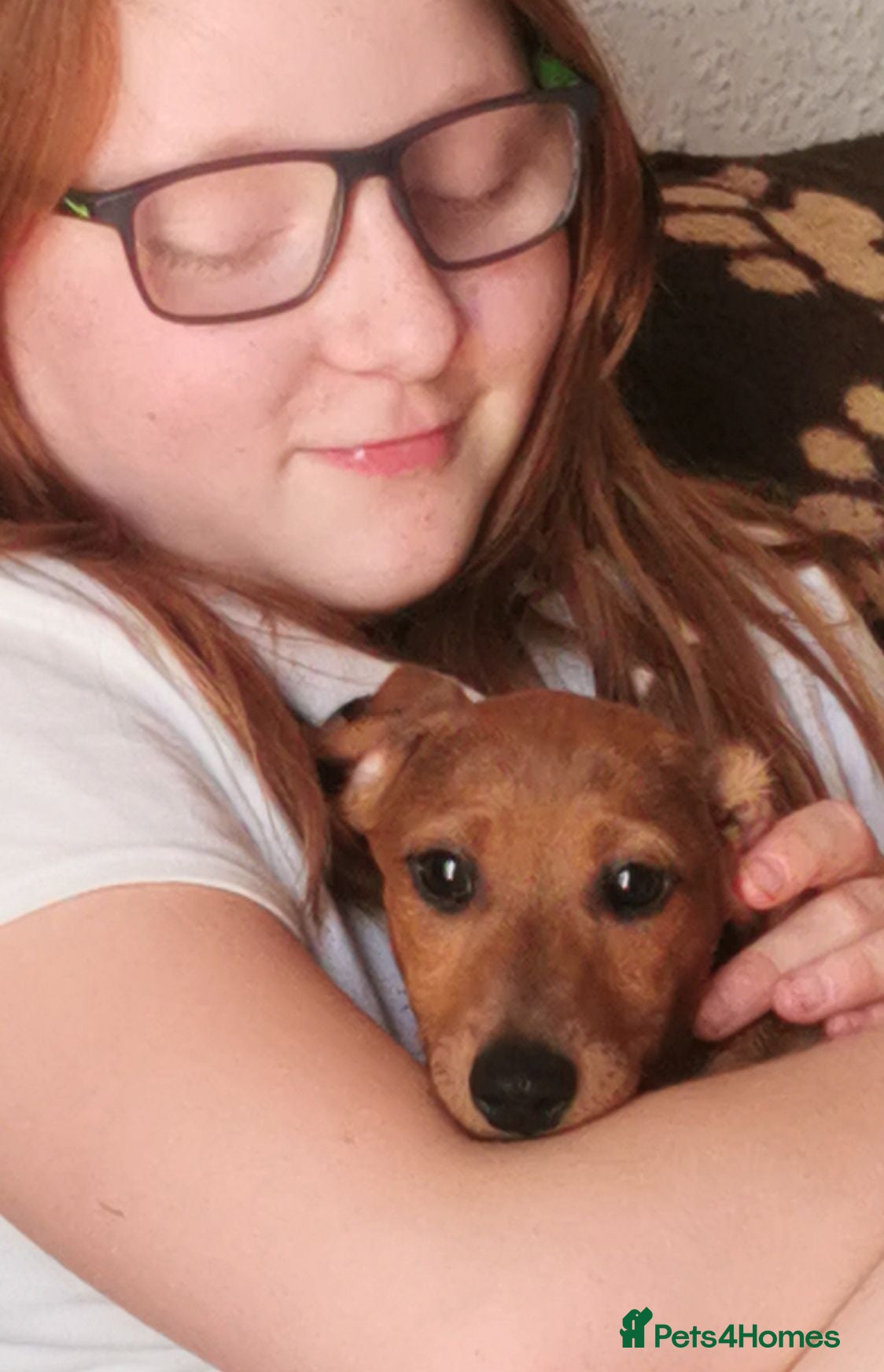 Dachshund dogs  SLINNKY, Our Playful miniature Dachshound pups  - Advert 1